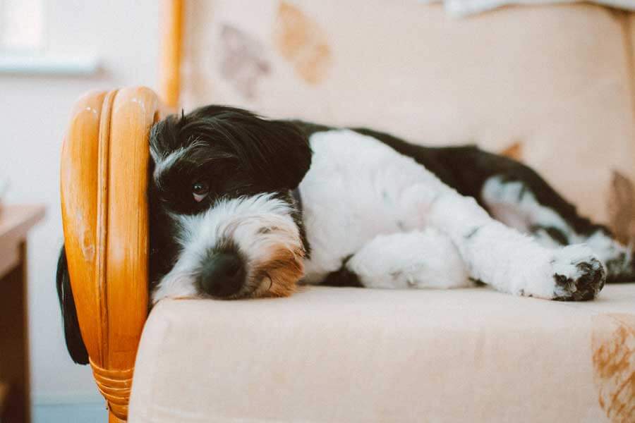 Dog lying on sofa