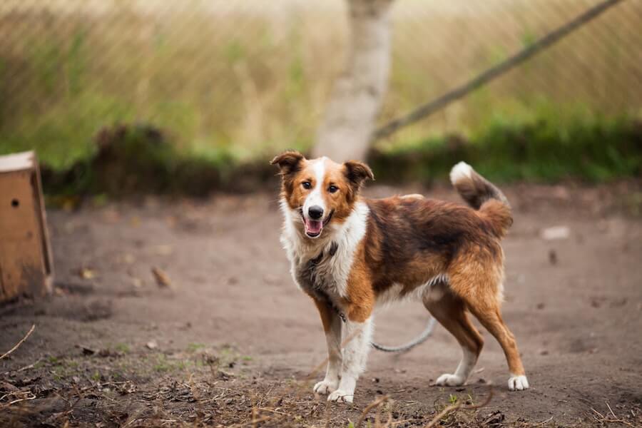 Dog in shelter yard