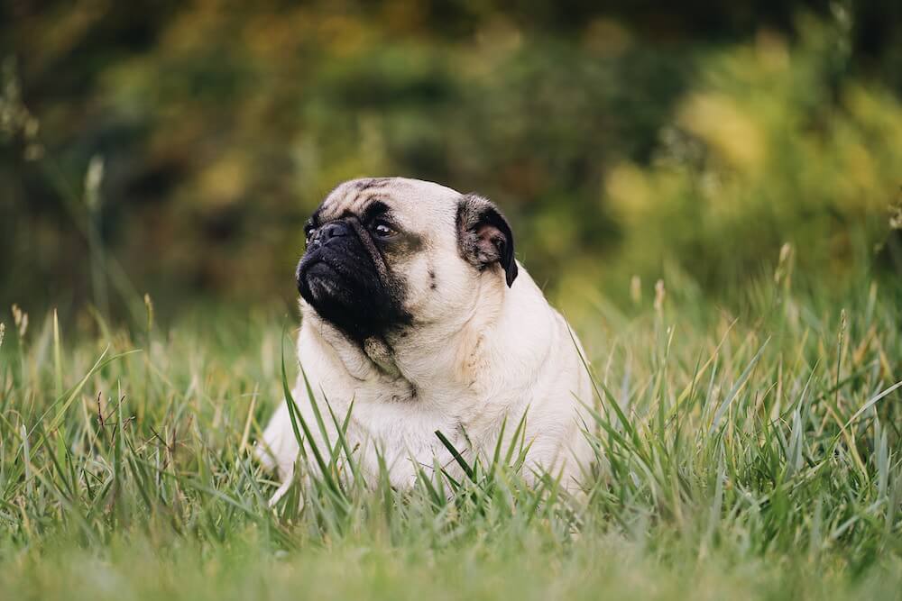 overweight pug | pet obesity