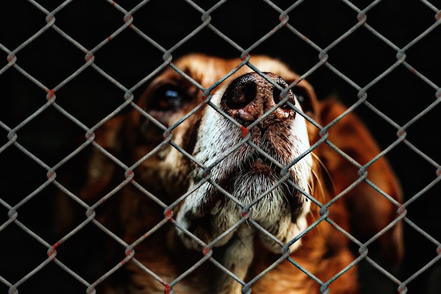 dog behind fence, rescue pets