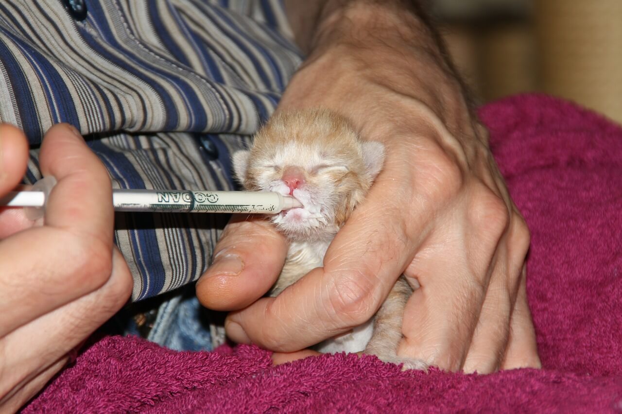 administering medicine to a cat