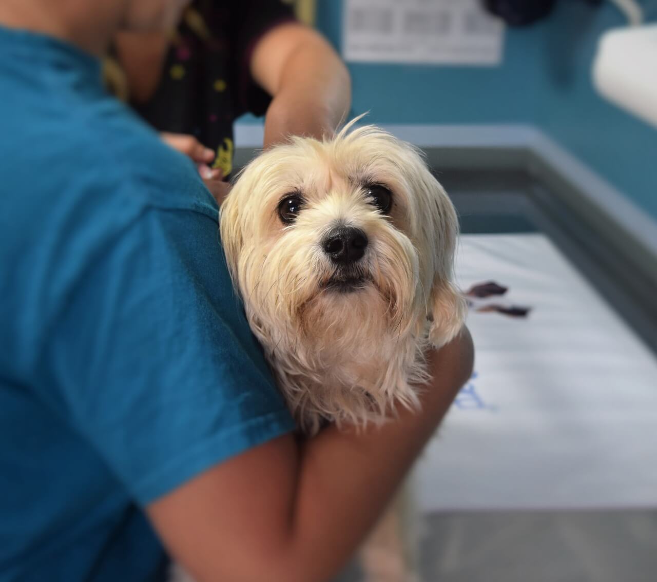 administering medicine to a dog