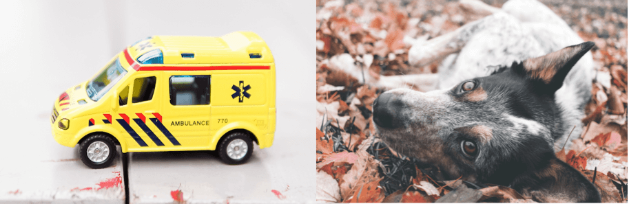 Ambulance | dog lying in grass