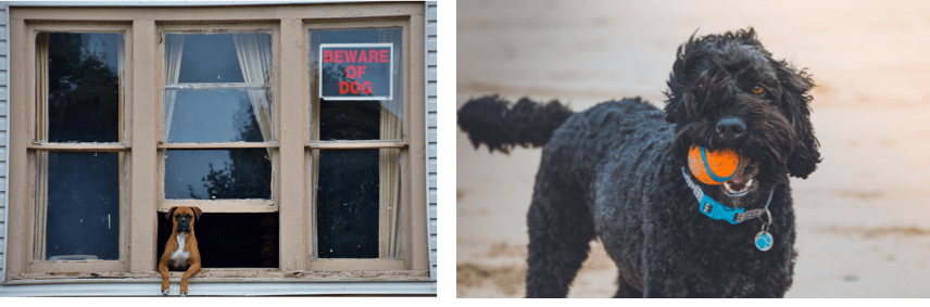 beware of dog | black poodle at beach