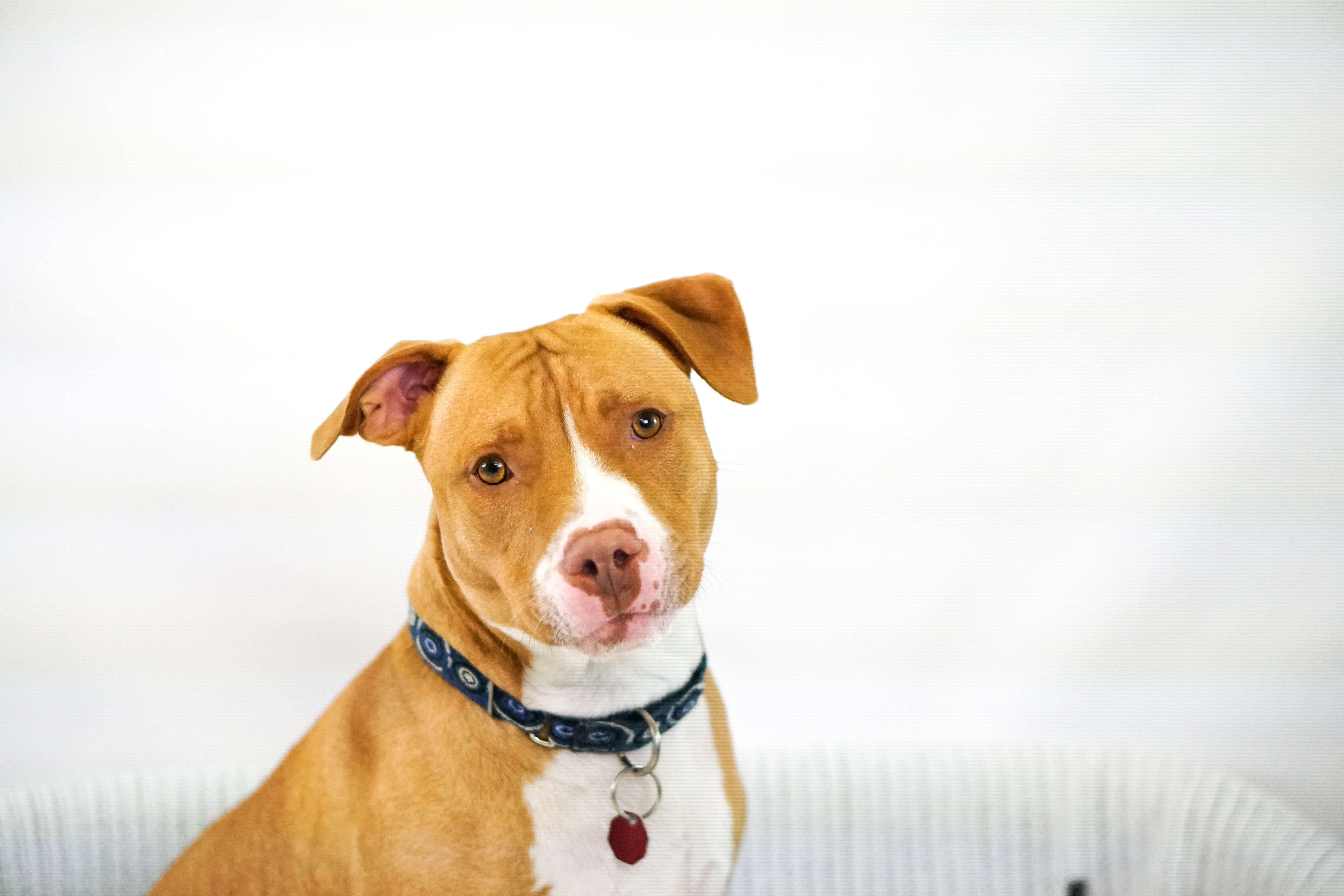 Brown staffy