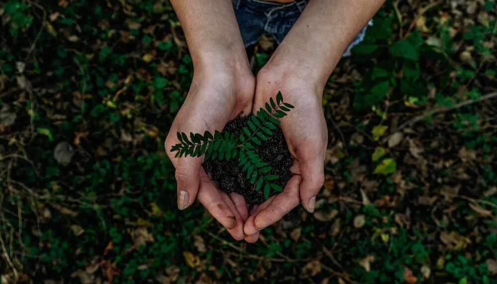 Hands holding green plant