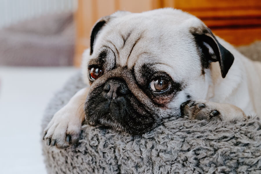 sad looking pug