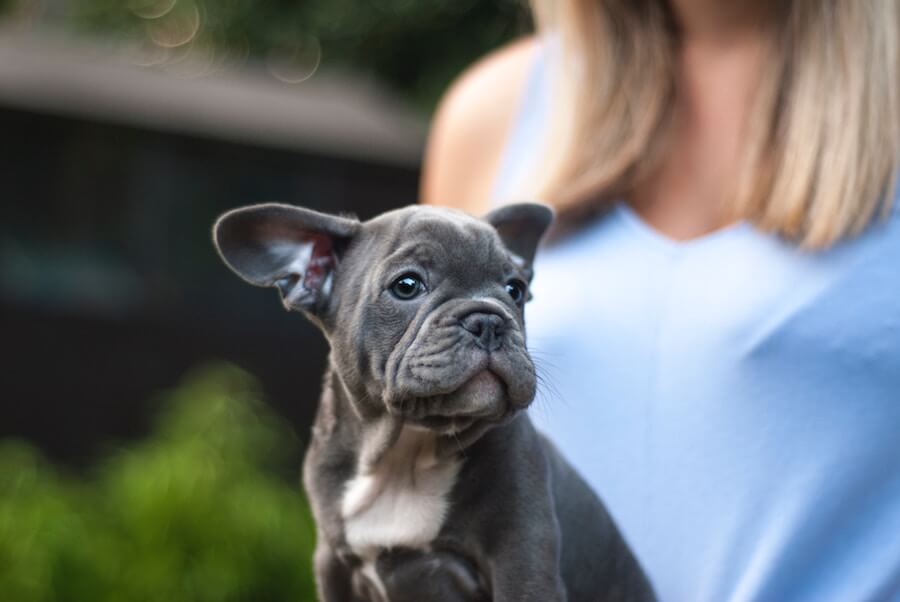blue-grey staff puppy