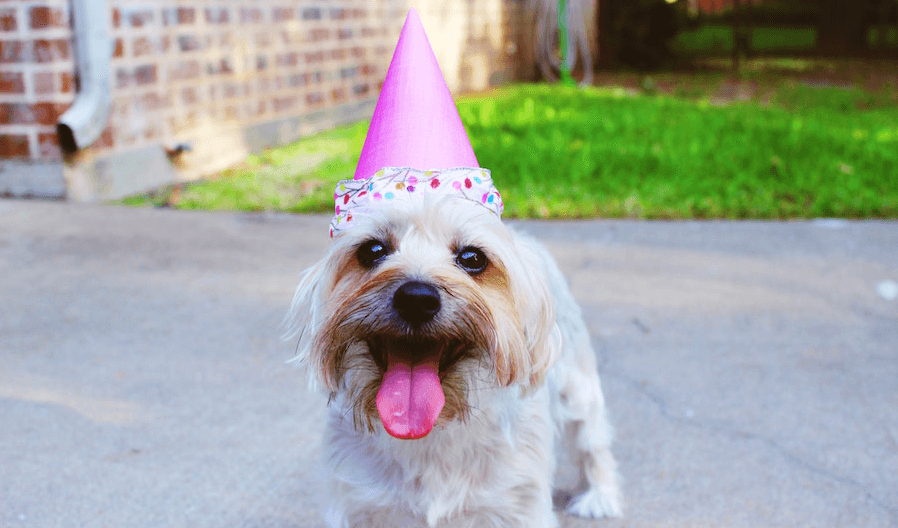 White dog wearing a party hat