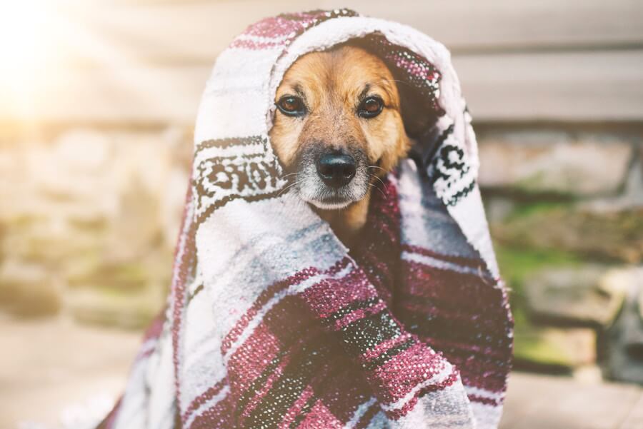 Dog wrapped in blanket