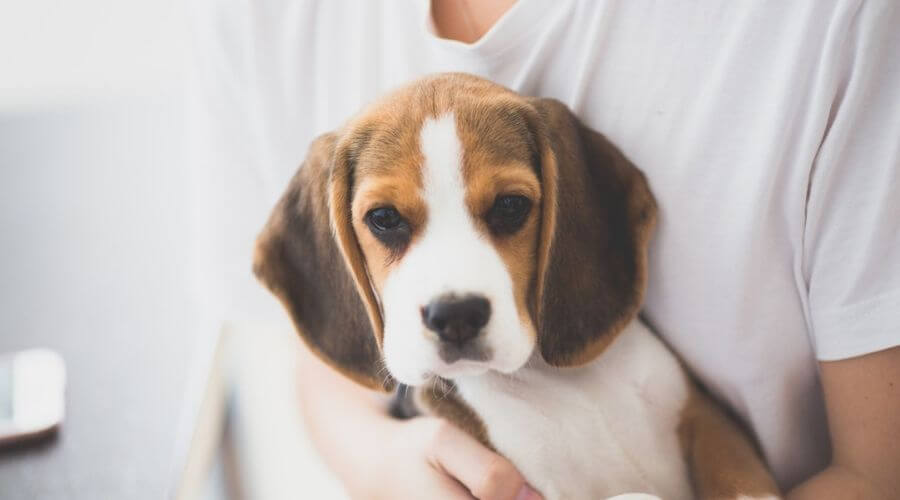 Beagle puppy in arms of a boy wearing white t-shirt