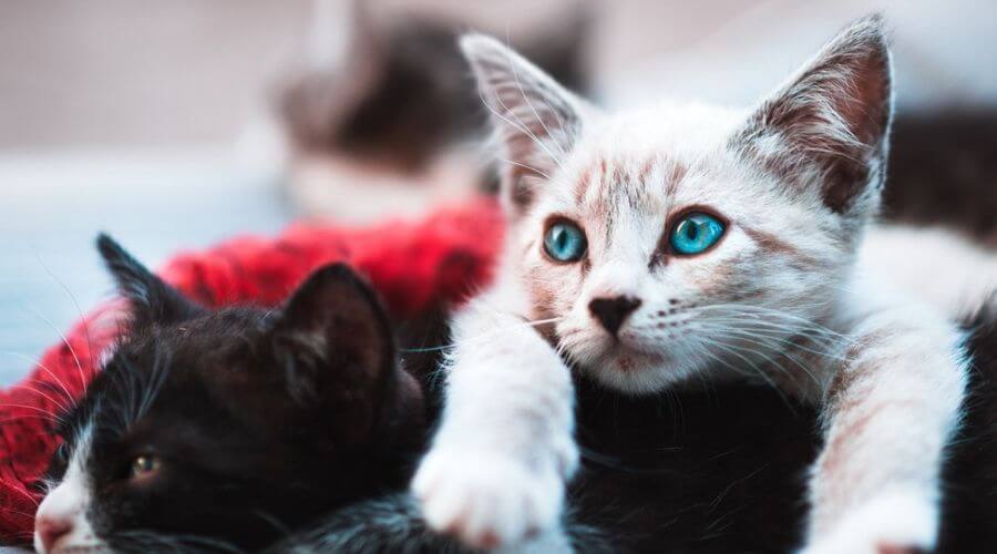 black and white kitten lying down