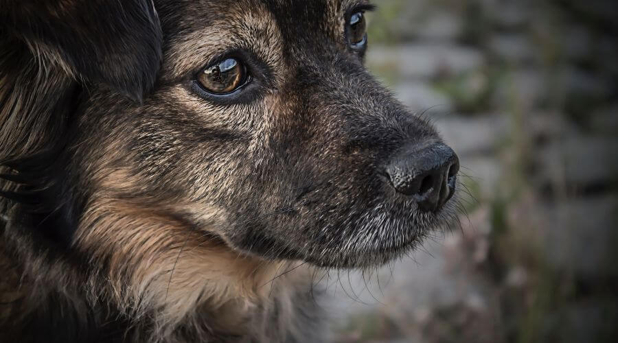 Black german shepherd looking sad