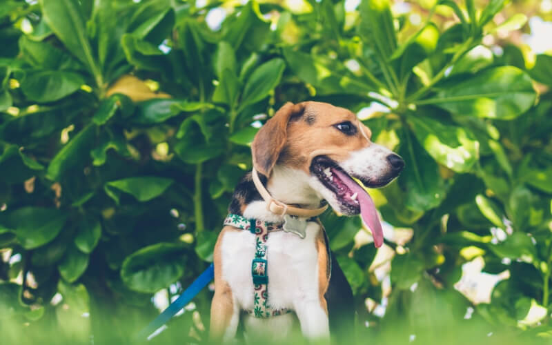 Black and brown dog with lead on in front of bushes