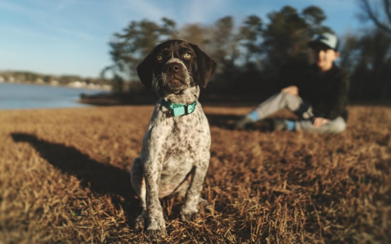 Dog and young boy outdoors