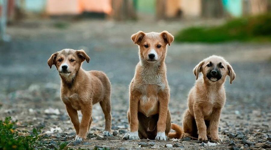 three brown puppies outdoors