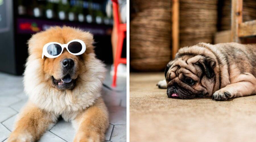 long-haired dog and pug