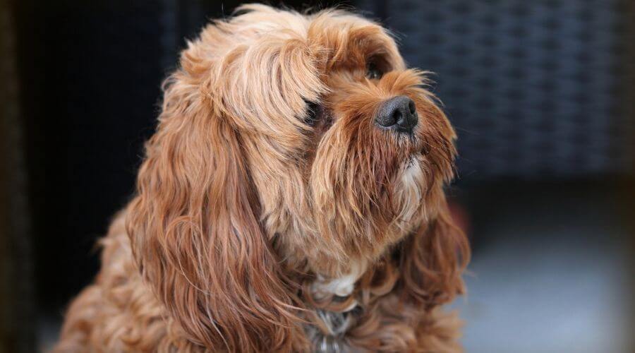 brown, long-haired dog