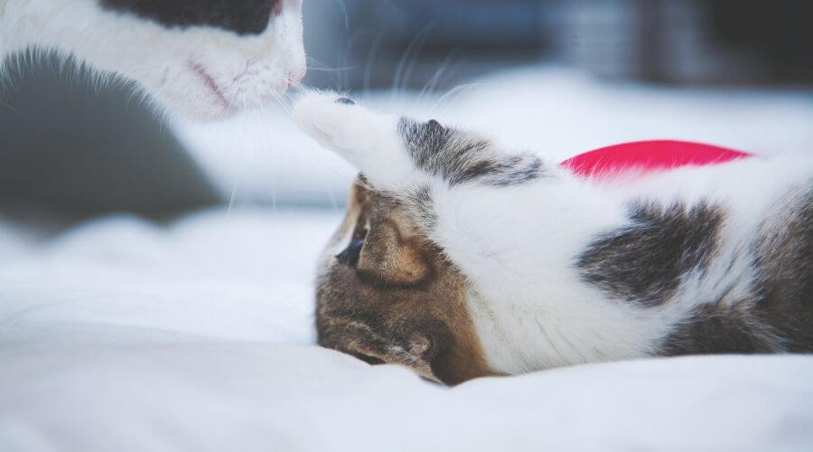 kitten playing with cat