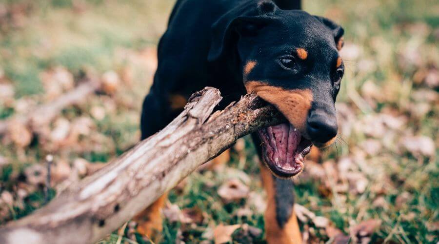  dog biting a branch