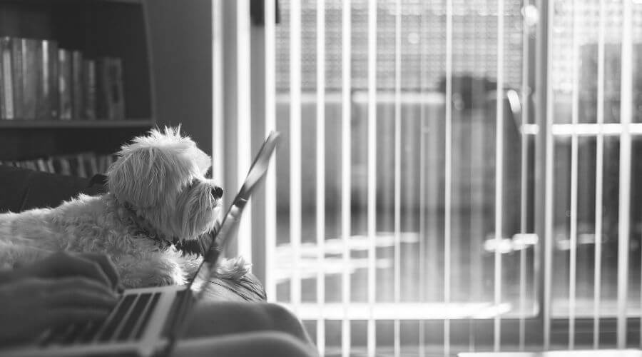 white dog sitting next to a computer