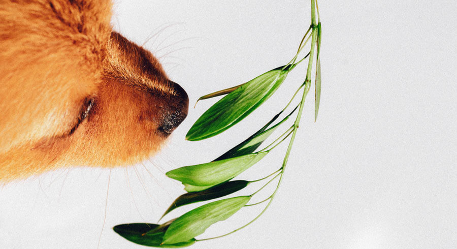 Dog sniffing green plant, natural