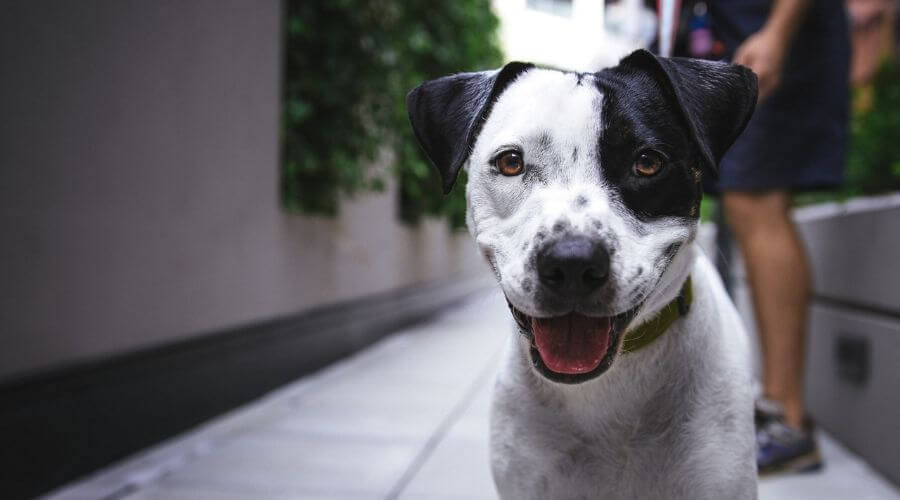 Black and white dog on lead outdoors