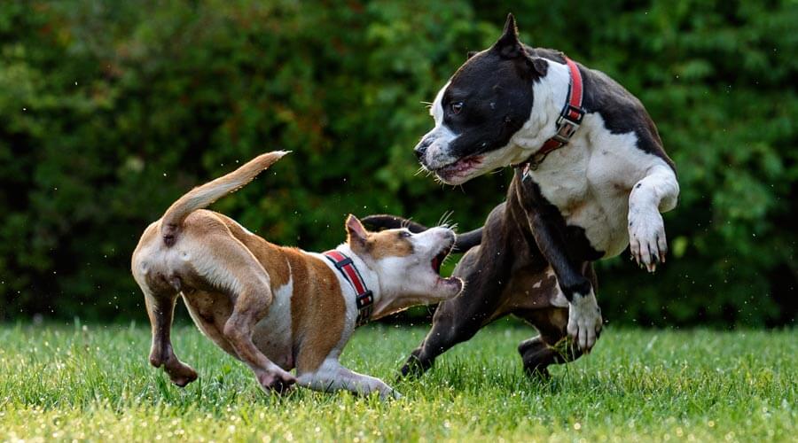 dogs fighting | dog bite