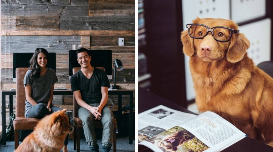 dog sin the office for take your pet to work day