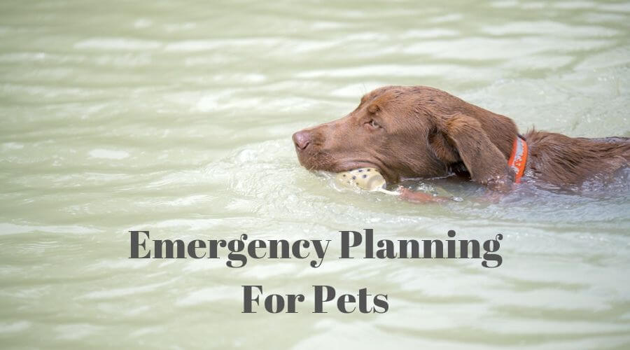 dog swimming in flood water