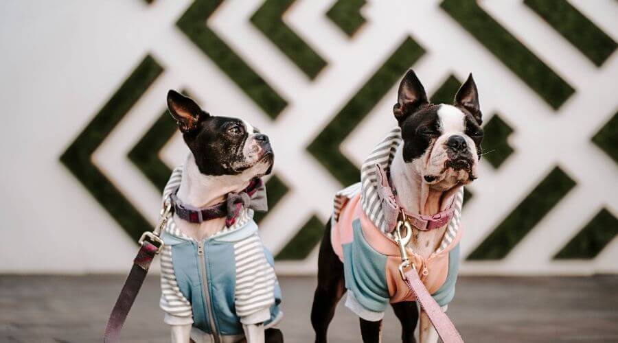 French bulldogs dressed up