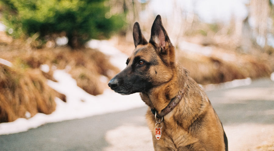 german shepherd