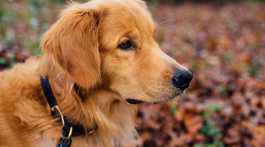 golden retriever with lead on