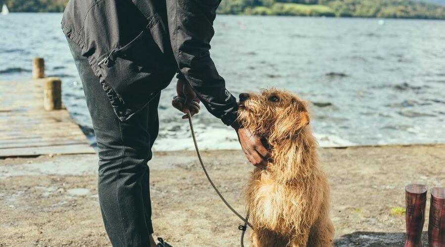 Man patting a dog outdoors