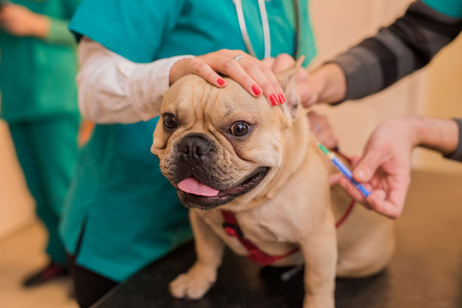 pet vaccination, dog being vaccinated