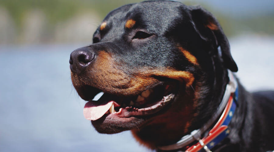 Rottweiler