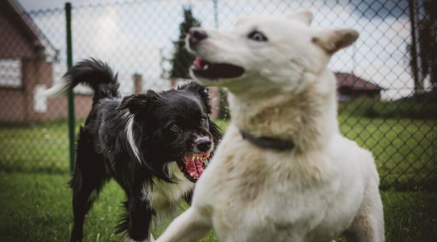 two dogs biting each other. Jaws open