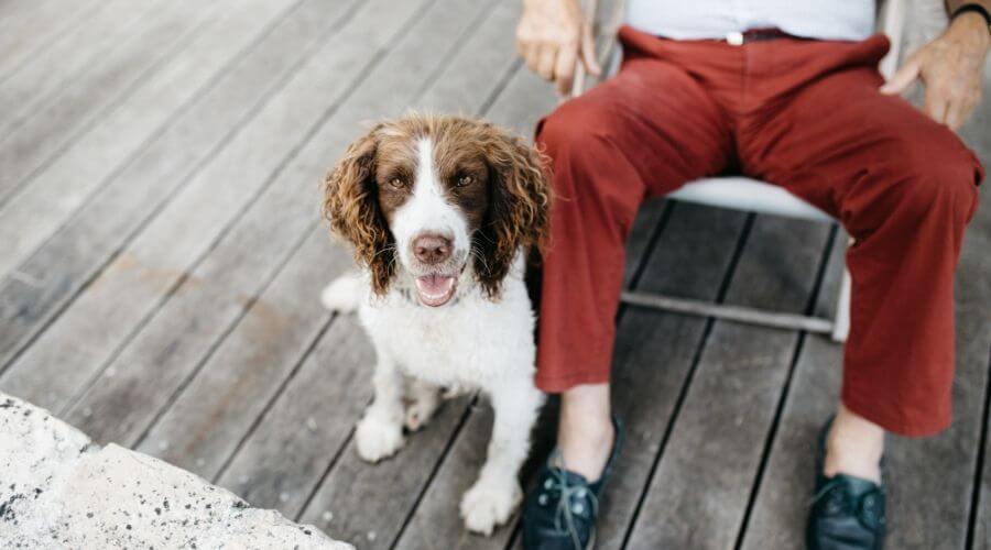 brown and white spaniel sitting next to owner outdoors