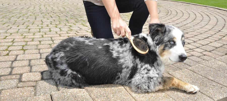 man using bamboo brush to groom dog