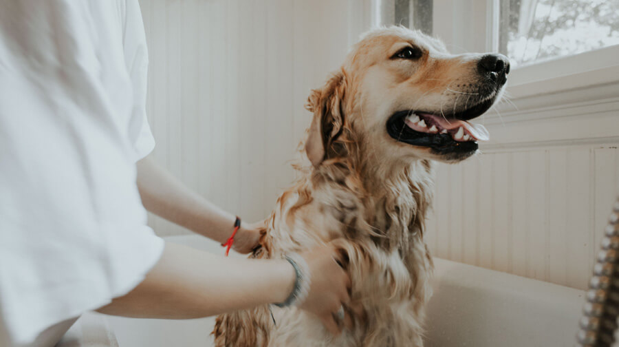 how much does a dog groomer earn a year