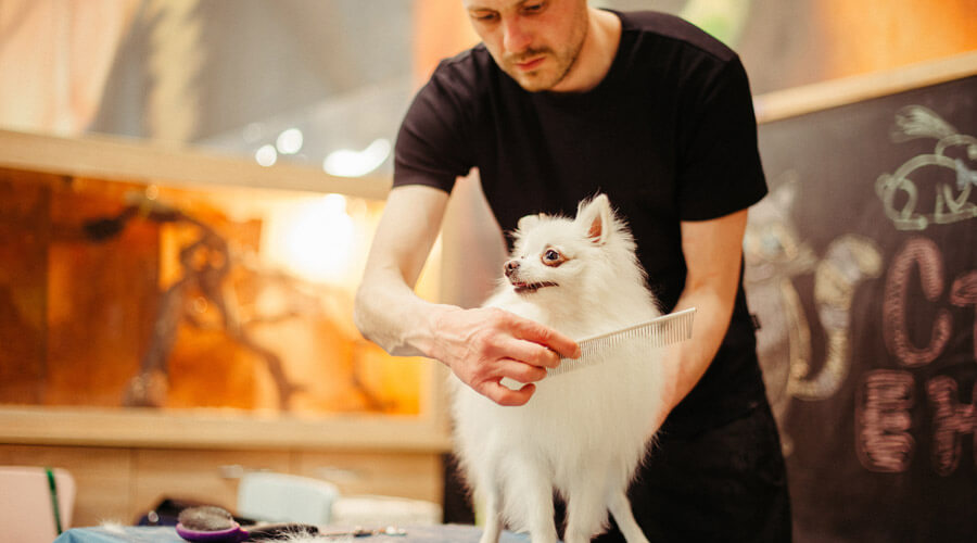 Man grooming a white dog