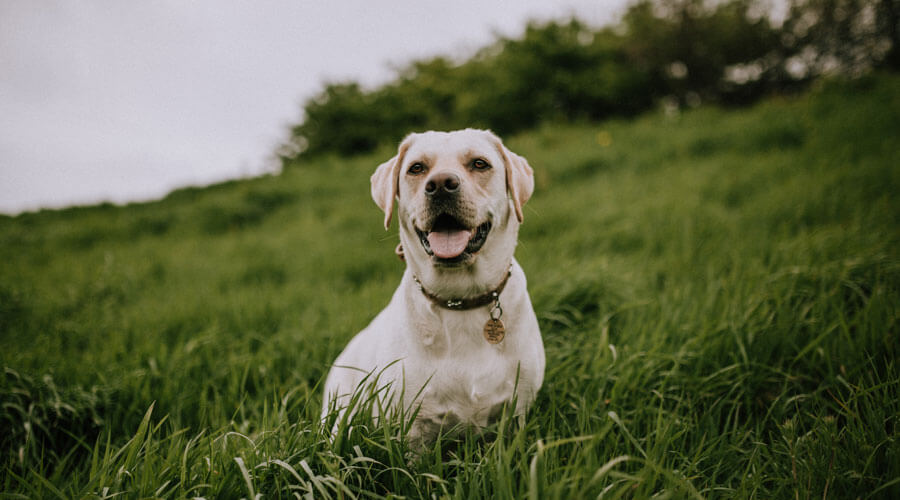 dog sat in grass outdoors