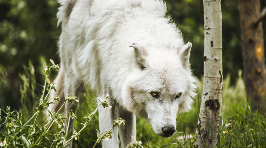 white husky low body posture | signs of dog biting