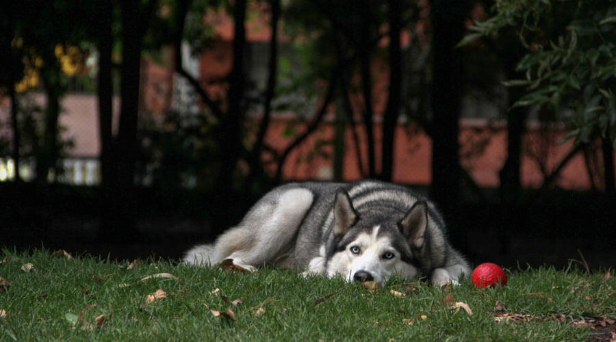 dog lying on grass with ball