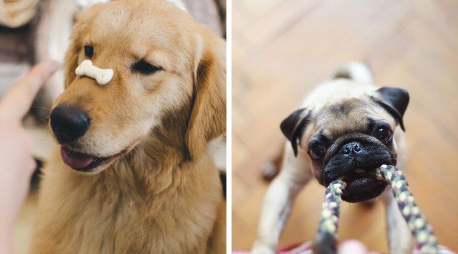 Golden retriever with a dog treat and pug playing tug-o-war