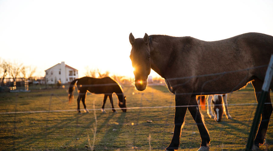 horses in field, livestock animal disaster plan