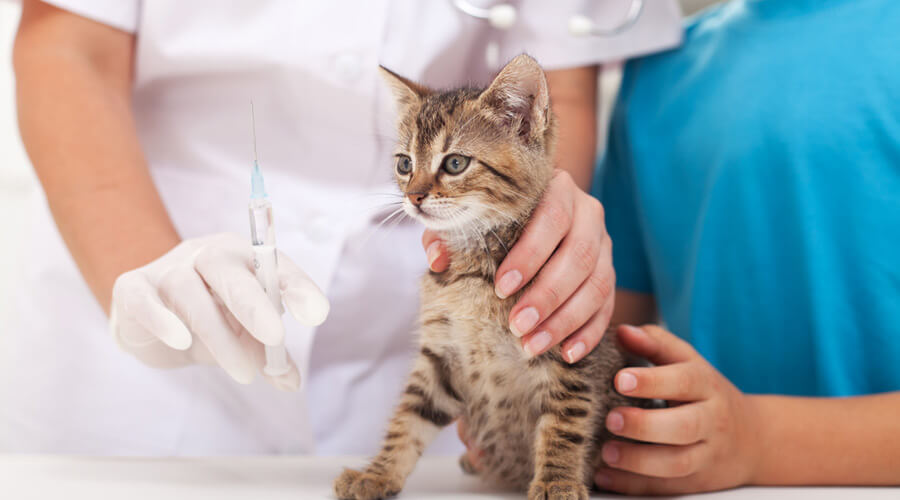 cat being vaccinated