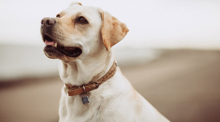 ageing dog labrador