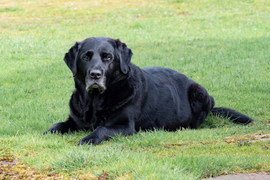 Black labrador