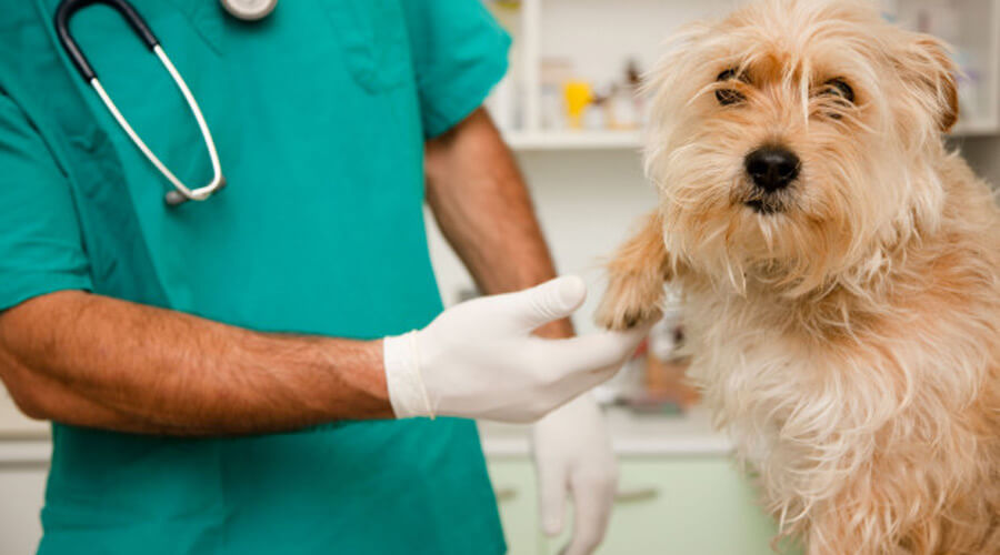 scruffy dog being vaccinated